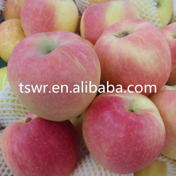 bulk fresh apples wholesale