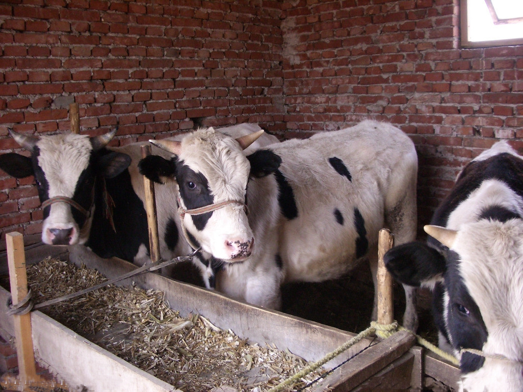 animals