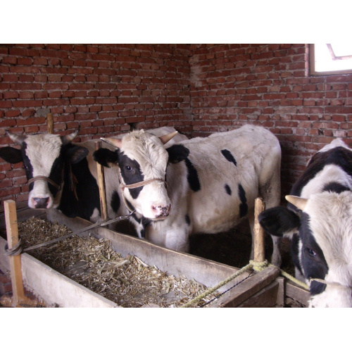 Guanidinoacetic Acid for Faster Fish Growth