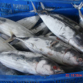 Zamrożony tuńczyk rybny albakore o rozmiarze 200-300G 300-500G