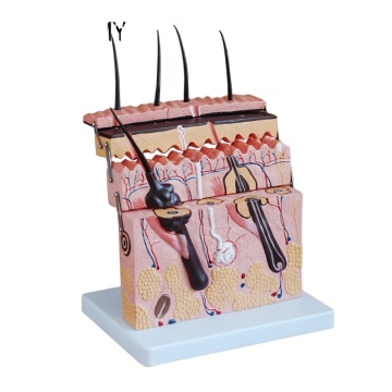 Darhmmy Medical Science Modèle anatomique: Structure de la couche et élargissement de la peau