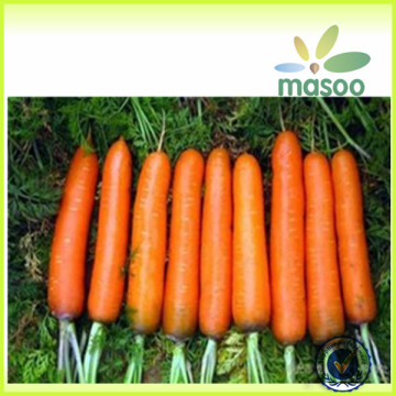 2014 new crop fresh carrot supplier yellow fresh carrot for sale