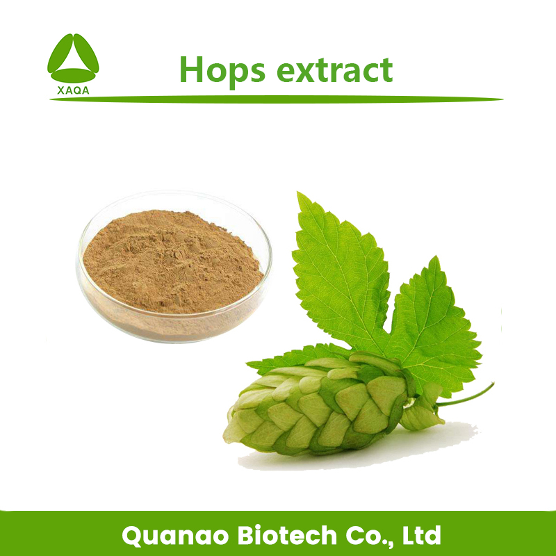 Humulus Lupulus Extract Hops Flavones 3% 5% 6%