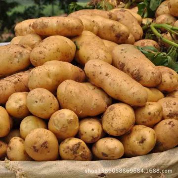 2014 High Quality Potato
