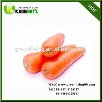 Fresh Carrots For Sale for Exporting