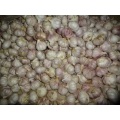 Fresh Normal Garlic New Crop 2020