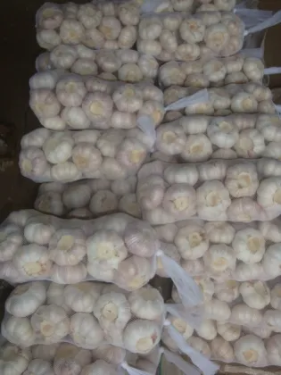 Normal White Garlic From Garlic Hometown Jinxiang