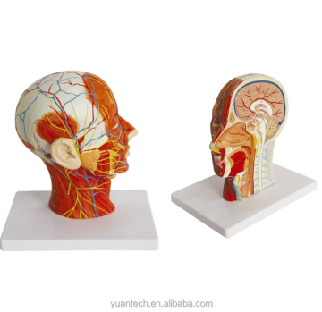 Anatomic Model of a Human Head - Plastic Half Head Model for Education and Training