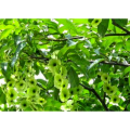 High Quality Cyclocarya Powder Cyclocarya Paliurus Leaf Extract Powder