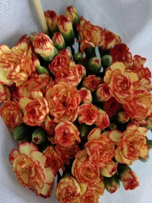 Spray carnation samba sunset yellow