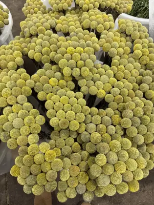 Wholesale Fresh Golden Billy Buttons Cut Flowers