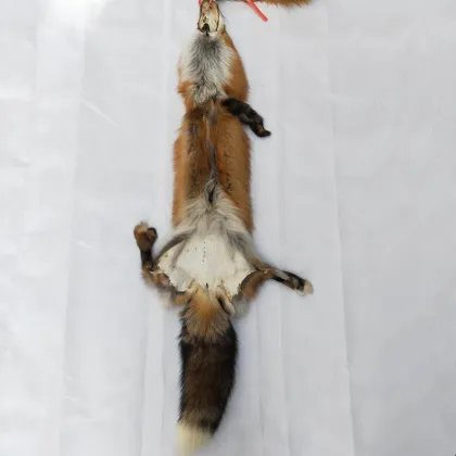 Red Fox Fur Skin Tanned Skins Red Fox Fur Pelt
