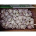 2020 High Quality Normal White Garlic