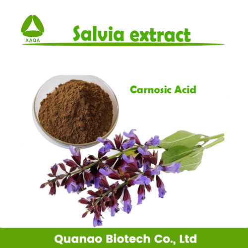 Clary Sage Extract / Salvia powder 10:1 20:1