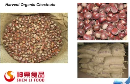 Fresh Chestnut