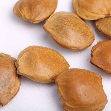 Delicious and Healthy Apricot Pit For Sale