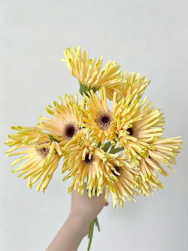 Gerbera Sweden6