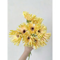Gerbera সুইডেন স্ট্যান্ডার্ড chrysanthemum