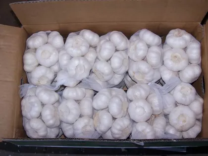 Pure White Snow White Garlic