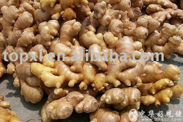 Ginger Oil(fragrance oil)