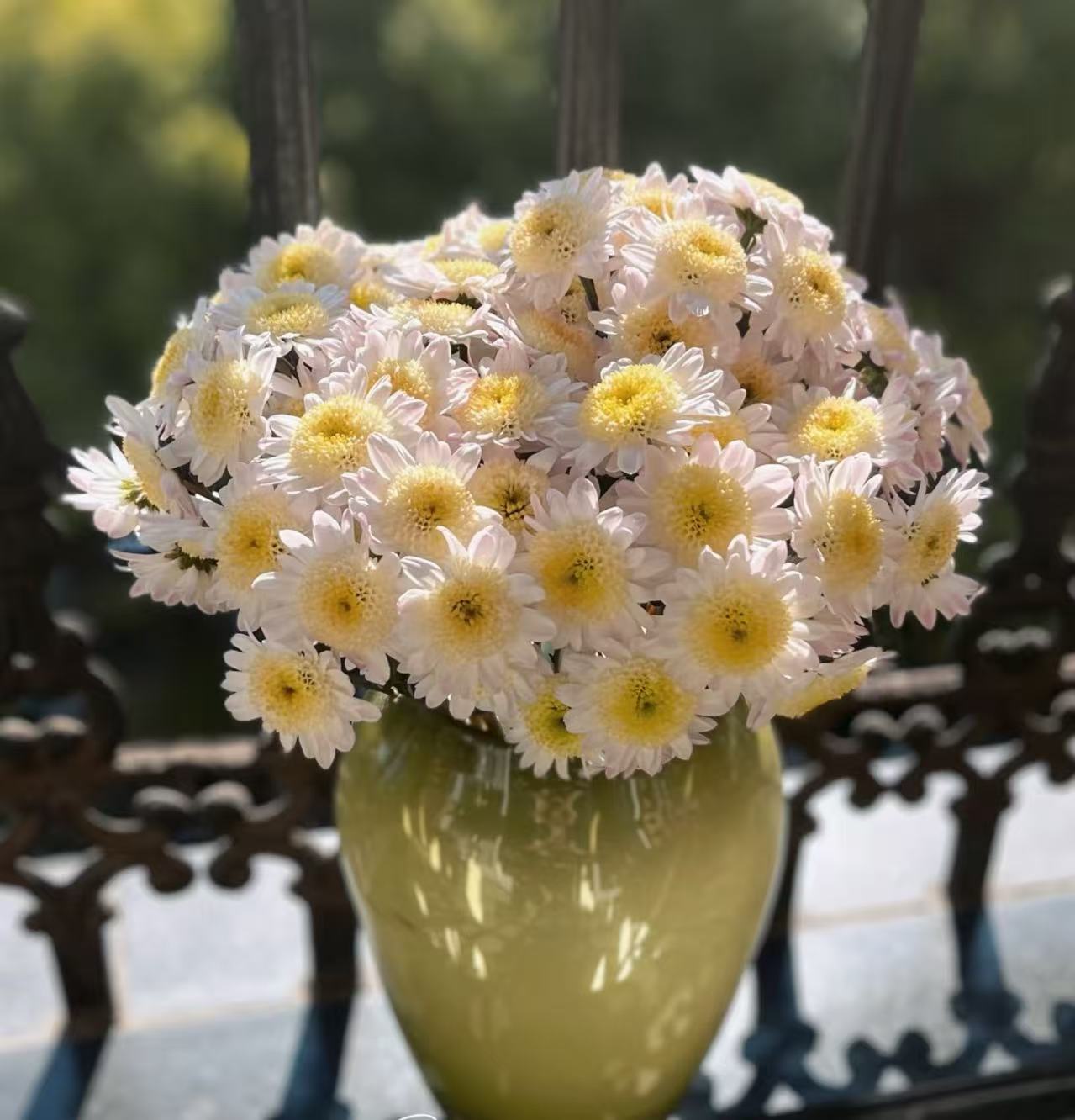 White chrysanthemum with scrambled eggs