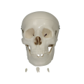 /msite/products/detail/productid/63171495/id/1517769.html