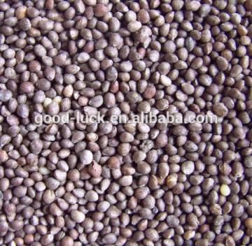 Bulk Perilla Seed for Sale, 2014 Crop