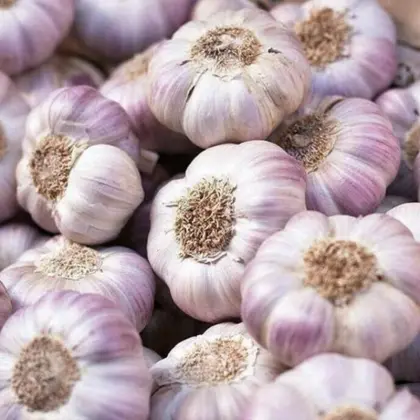 Natural Purple Garlic for Homemade Pickles
