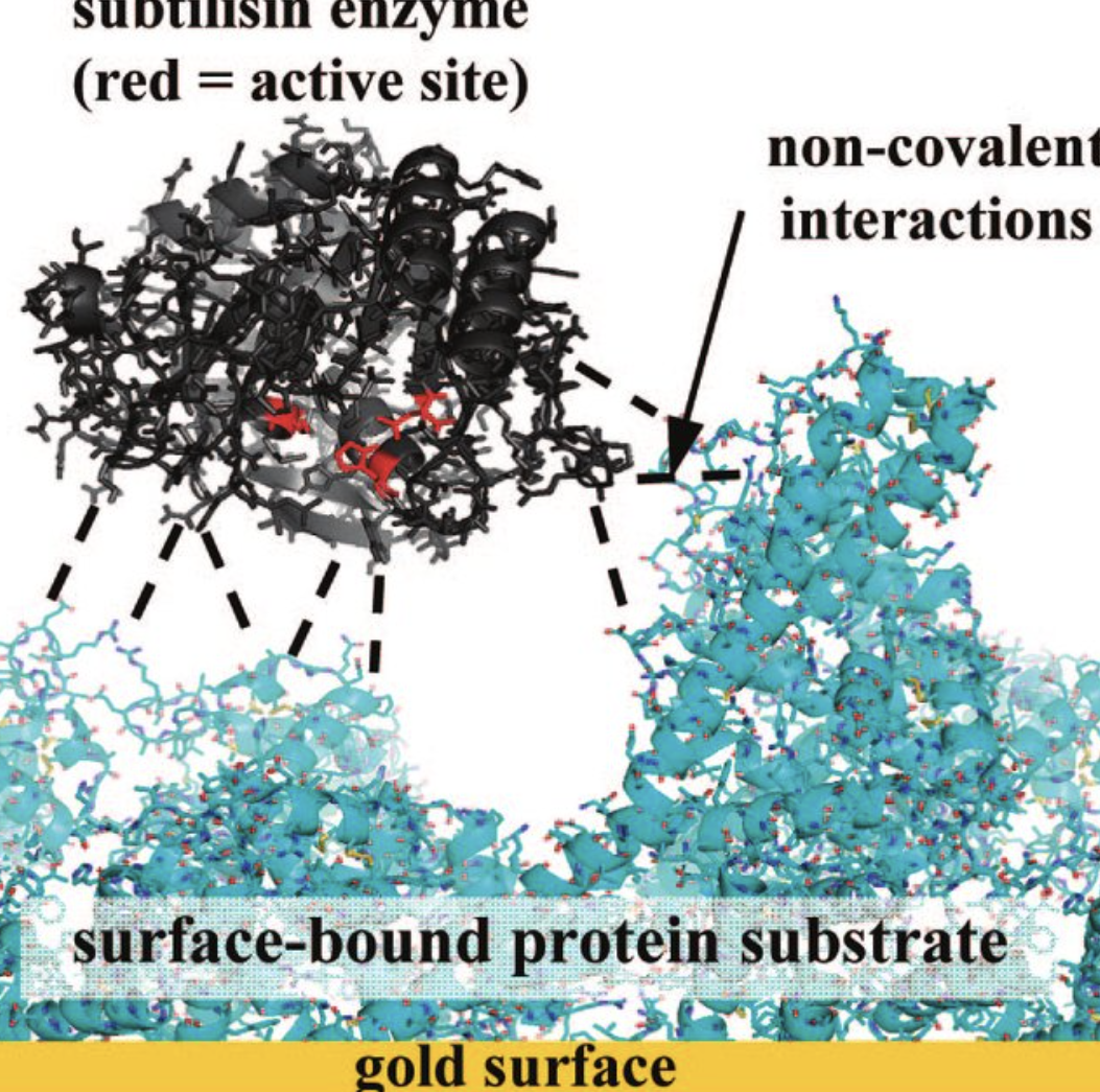 Subtilisin Enzyme Powder Bulk