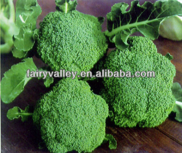 High Yield Chinese F1 Hybrid Broccoli Seeds High Popular In Market