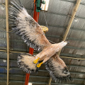 Động vật hoang dã Sở thú Theme Animatronic Eagle