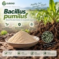 مسحوق بروبيوتيك Bacillus pumilus