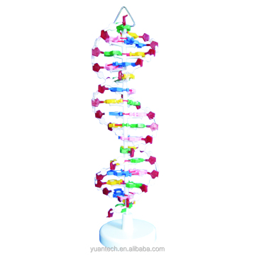 Human DNA Structure Model and Modifications Search Engine