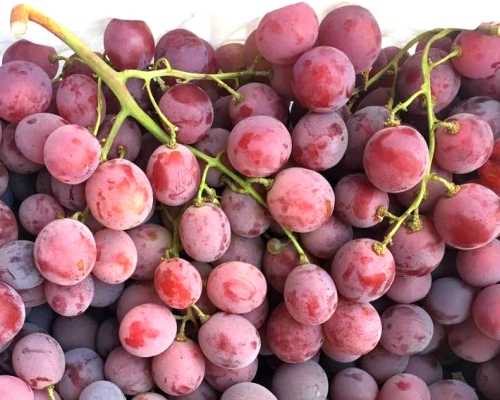 Raisins rouges frais de globe de haute qualité pour l&#39;exportation