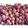Świezi czerwoni kula ziemska winogrona wysokiej jakości dla eksporta