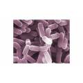 200B/G integratore alimentare probiotici L. Casei