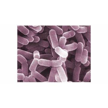 200B/G integratore alimentare probiotici L. Casei