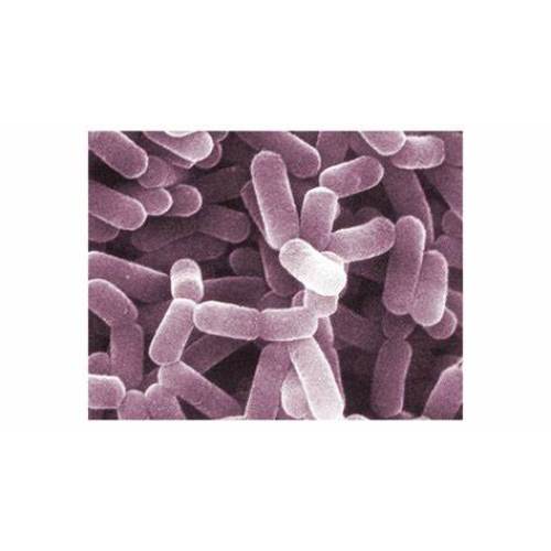 200B/G integratore alimentare probiotici L. Casei