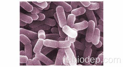 200b/g di probiotici del supplemento dietetico L. Casei