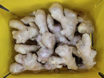 2019 year new air dried ginger