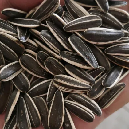 sunflower seeds