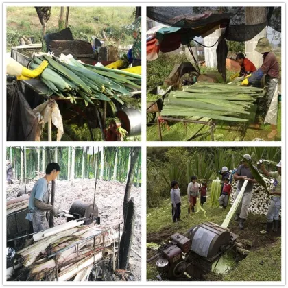 Hemp Leaf Fiber and Stem Separator Machine - Hemp Processing and Sisal Decorticator in USA