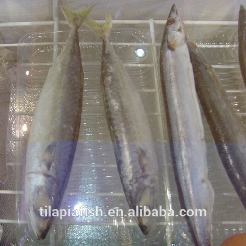 Frozen Mackerel Fish Benefits Whole Round On Sale, High Quality Frozen Mackerel Fish Benefits