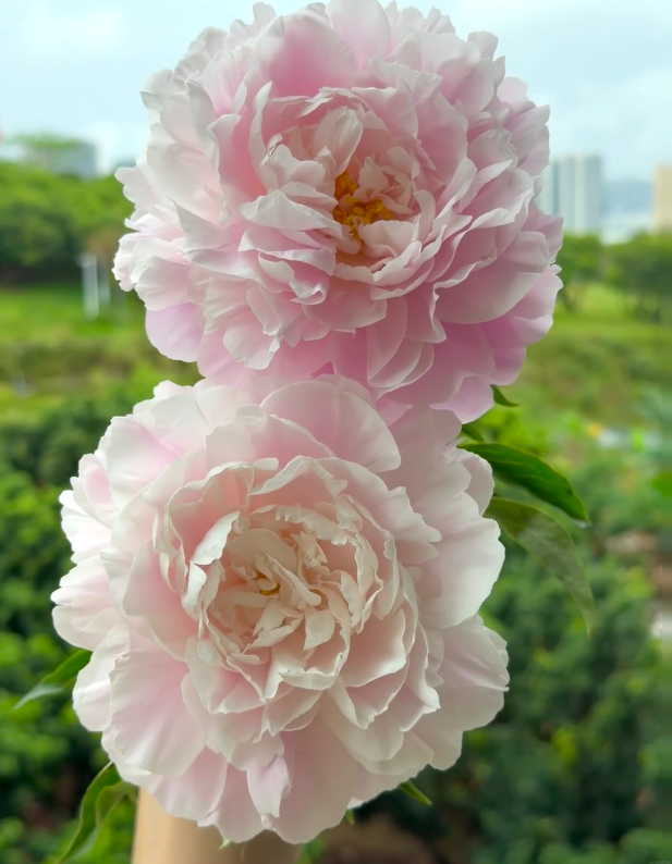 Zhong Sheng Fen Peony