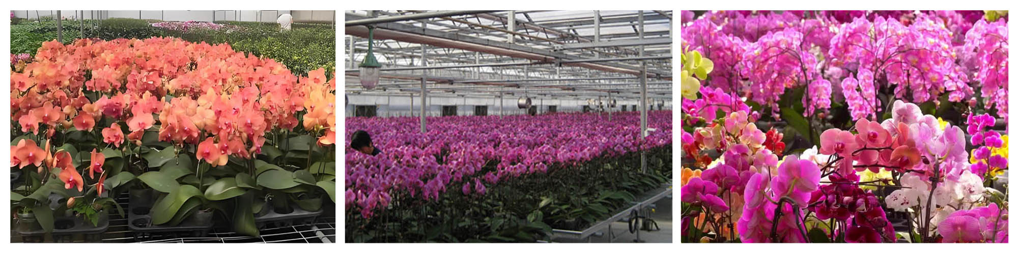 Phalaenopsis Greenhouse