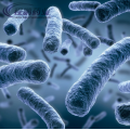 ฟีดเกรด CAS 308084-36-8 lactobacillus acidophilus