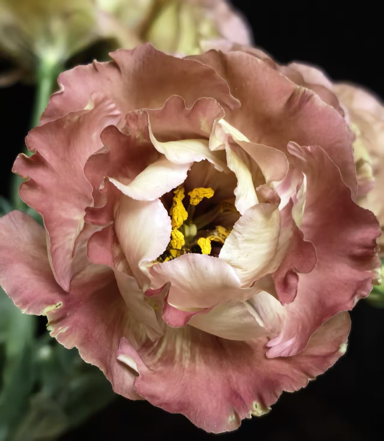 Brown Lisianthus