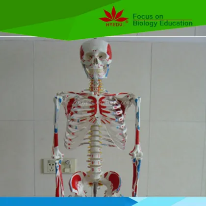Hand-Painted Human Skeleton Model Showing Muscle Origins and Insertions
