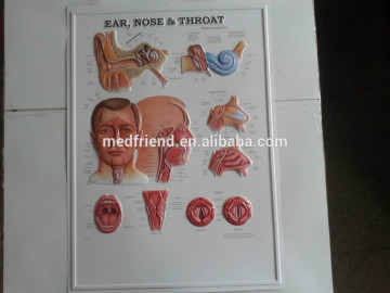 Educational Chart-------Ear, Nose and Throat 3D Chart