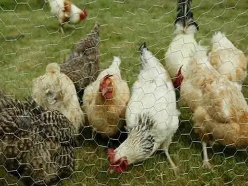 Galvanized Hexagonal Wire Mesh